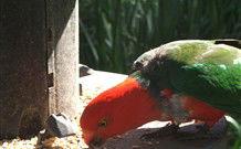 Jervis Bay Cabins And Hidden Creek Real Camping - Rental Cars 3