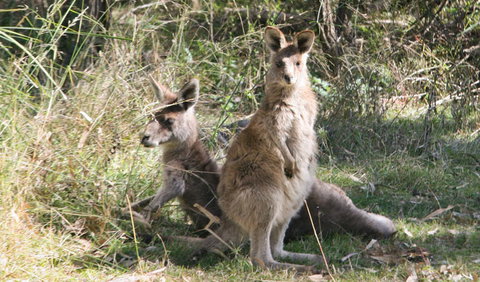 Lemon Tree Flat Campground - Rental Cars 1