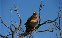 Pimpara Lake Stationstay - Rental Cars 2