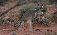 Pimpara Lake Stationstay - Rental Cars 1