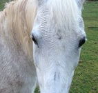 Eaglewood B and B and Farmstay