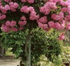 Eden Bed and Breakfast - Rental Cars