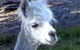 Aroundtu-It Eco Caravan Park - thumb 3