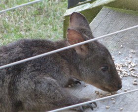 Launceston Bed And Breakfast Retreat - Rental Cars 1