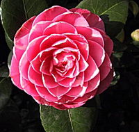 Cloverlea Gardens Bed and Breakfast - Rental Cars