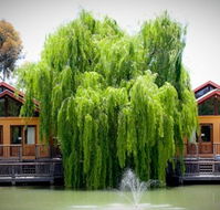 Perricoota Vines Retreat Echuca Moama - Rental Cars