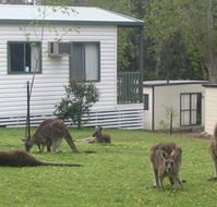Halls Gap Caravan Park - Rental Cars