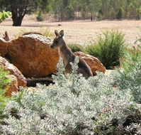 Kangaroos in the Top Paddock - Rental Cars