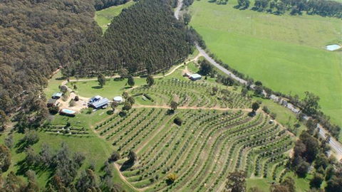 Karoonda Olive Grove Retreat At Mt Buffalo Olives - Rental Cars 2