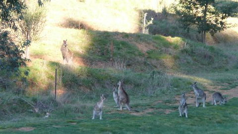 Karoonda Olive Grove Retreat At Mt Buffalo Olives - Rental Cars 6
