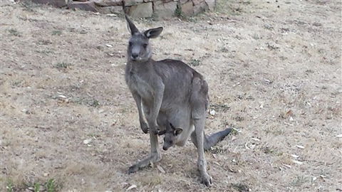 Kookaburra Ridge - Rental Cars 5