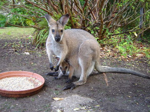 Halcyon Retreat - Rental Cars 9