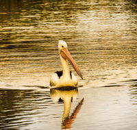 River Shack Rentals - Brenda Park - Rental Cars