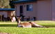 Kalgan River Chalets And Caravan Park - thumb 0