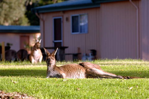 Kalgan River Chalets And Caravan Park - Rental Cars 0