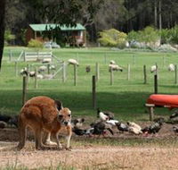 Diamond Forest Cottages and Farm Stay - Rental Cars