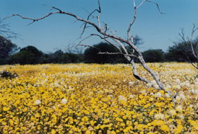 Murchison WA Rental Cars