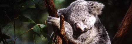 Koala and River Cruise by Mirimar Cruises - Rental Cars