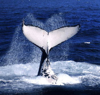 Brisbane Whale Watching - Rental Cars