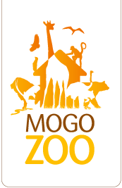 Mogo Zoo - Rental Cars