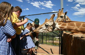 National Zoo & Aquarium - Rental Cars 2