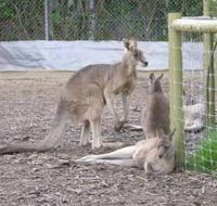 Jirrahlinga Koala  Wildlife Sanctuary - Rental Cars