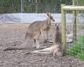 Jirrahlinga Koala & Wildlife Sanctuary - Rental Cars 0
