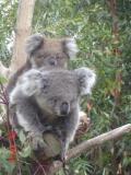 Jirrahlinga Koala & Wildlife Sanctuary - Rental Cars 1