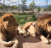 Mansfield Zoo - Rental Cars