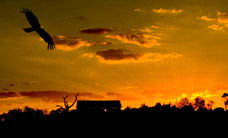 Werribee Open Range Zoo - Rental Cars 1