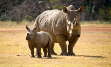 Werribee Open Range Zoo - Rental Cars 3