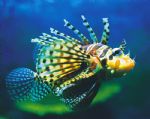 Underwater World - Rental Cars 0