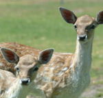 Marapana Wildlife Park - Rental Cars