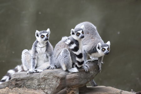 Adelaide Zoo - Rental Cars 0