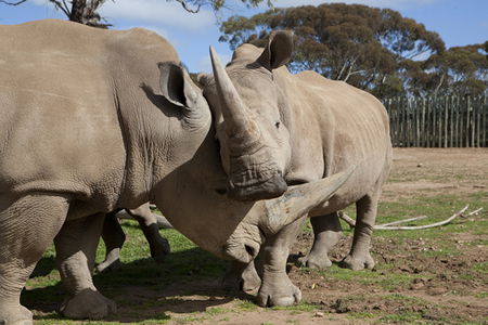 Monarto Zoo - Rental Cars 0