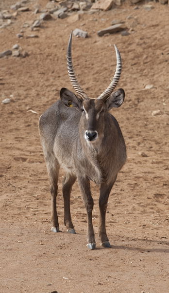 Monarto Zoo - Rental Cars 1