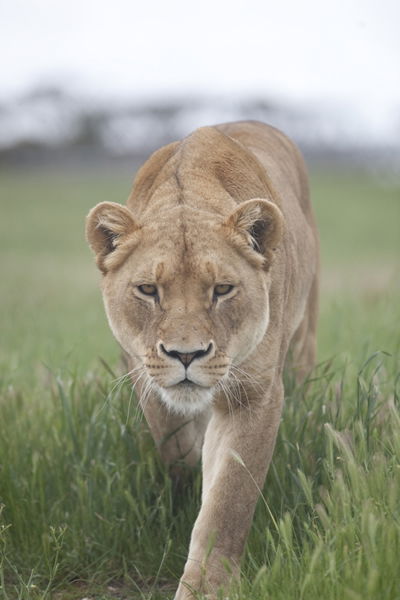 Monarto Zoo - Rental Cars 2