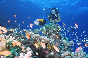 Drop Zone Dive Site - Rental Cars 0