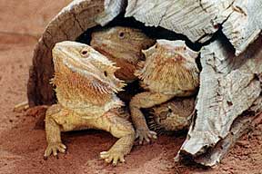 Alice Springs Reptile Centre - Rental Cars 0