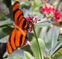 Butterfly Farm - Rental Cars