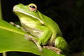 The Rainforest Habitat - Rental Cars 0