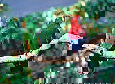 The Rainforest Habitat - Rental Cars 1