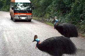 Kookaburra Tours - Rental Cars 0