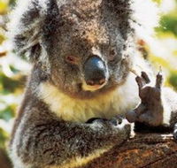 Gorge Wildlife Park - Rental Cars
