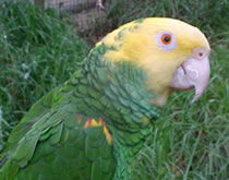 Gorge Wildlife Park - Rental Cars 3