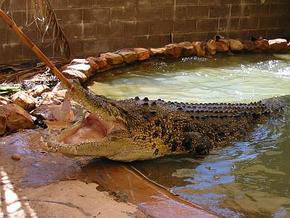 Wyndham Zoological Gardens And Crocodile Park - Rental Cars 0