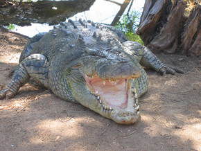 Wyndham Zoological Gardens And Crocodile Park - Rental Cars 2