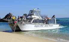 Dolphin Wild - Rental Cars 2