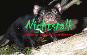 Something Wild - Rental Cars 1