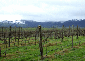 Kinloch Wines - Rental Cars